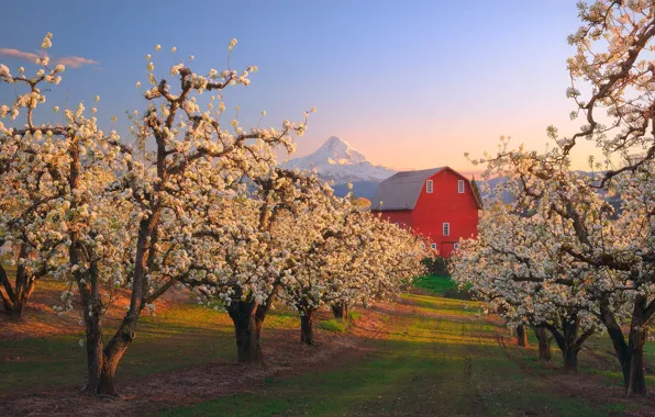 Picture trees, landscape, sunset, mountains, nature, house, spring, garden