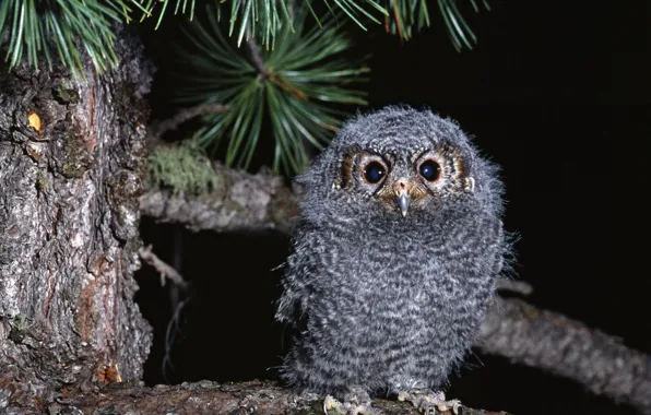 Picture Owl, Branch, Chick