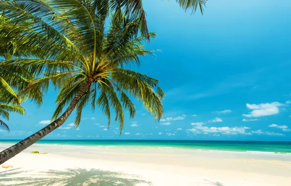 Picture sea, beach, the sun, tropics, palm trees