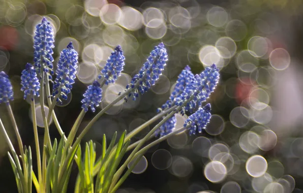 Leaves, light, flowers, glare, background, stems, blur, spring