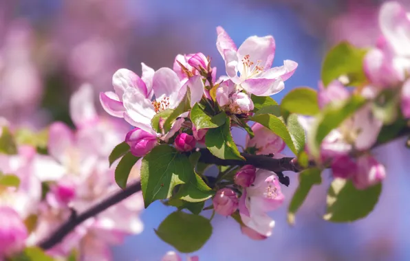 Leaves, light, flowers, branches, spring, pink, Apple, flowering
