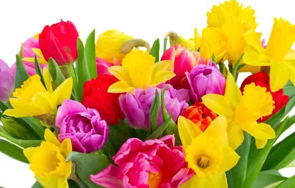 Spring, colorful, tulips, March 8, flowers, beautiful, daffodils, Tulips