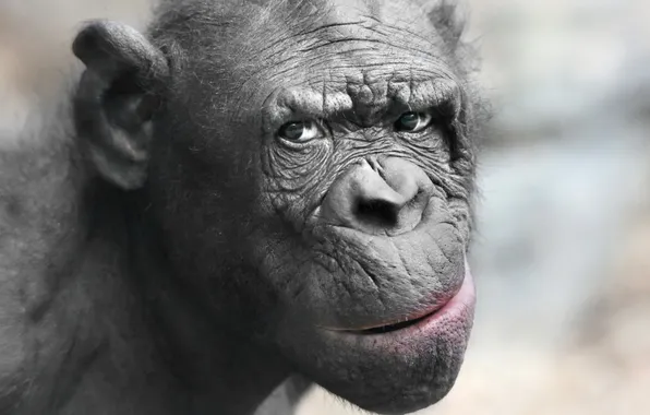 Animal, pygmy chimpanzee, apes