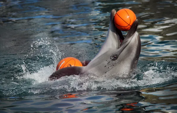 Dolphin, the ball, show