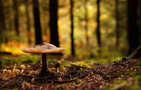 Picture forest, glare, mushroom