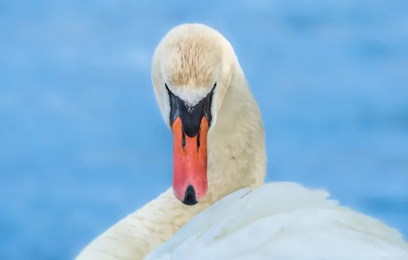 White, beak, grace, Swan