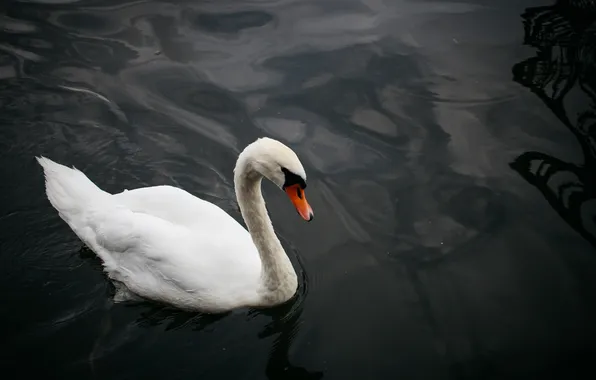 White, water, bird, swans