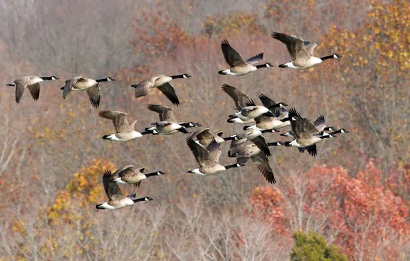 Picture FLIGHT, PACK, BIRDS, KEY, DUCK