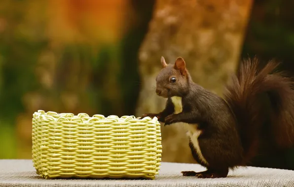 Look, pose, the dark background, table, tree, protein, is, basket