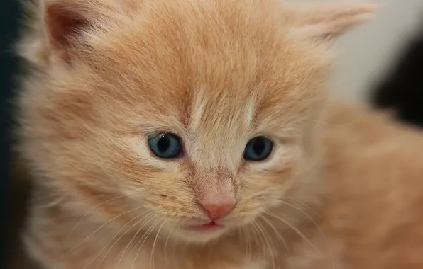 Picture baby, red, kitty