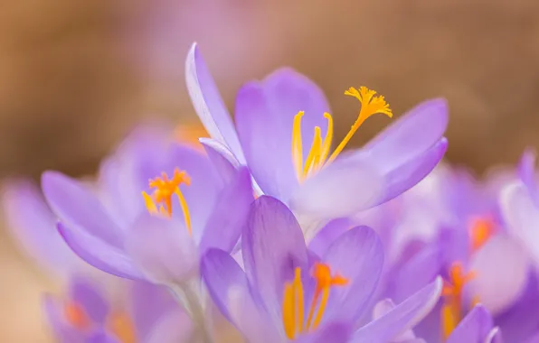 Macro, petals, crocuses, bokeh, saffron