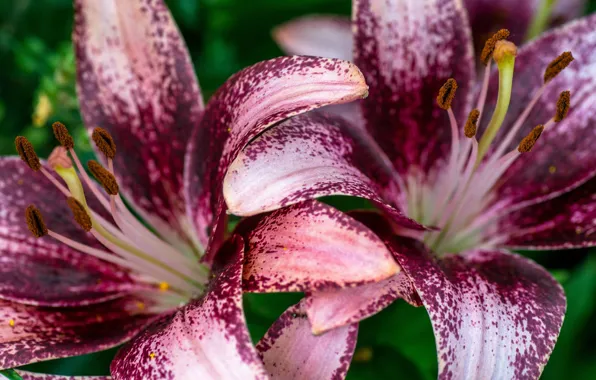 Macro, flowers, Lily, two, petals, stamens, Duo, Burgundy