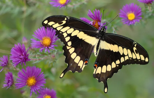 Macro, butterfly, flowers, insects, nature, green, background, pattern