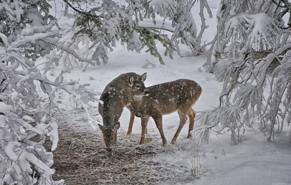 Winter, snow, deer
