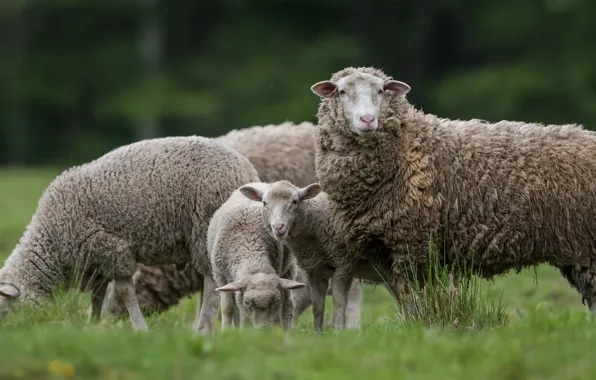 Grass, sheep, pasture, sheep, sheep, lambs, grazing