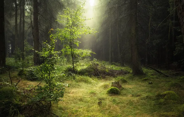 Forest, nature, Rosa, morning, haze
