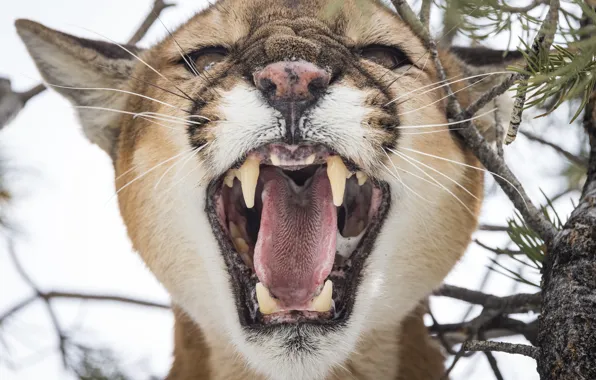 Cat, face, nature, fangs, Puma, roar