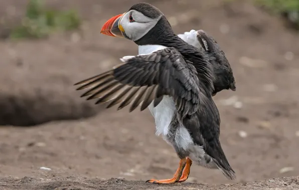 Picture bird, wings, beak, stalled
