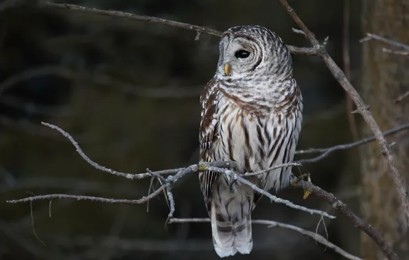 Picture trees, branches, the dark background, owl, bird, owl, motley
