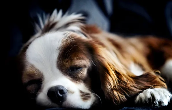 Picture dog, sleeping, lies, Spaniel