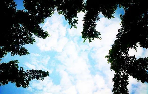 Blue, Tree, Cloud