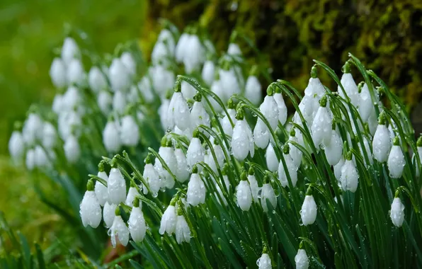 Greens, drops, flowers, spring, snowdrops, white, buds, bokeh