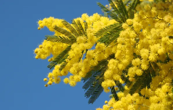 Flowers, branch, spring, yellow, flowering, blue sky, Mimosa