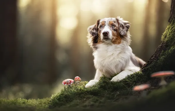 Mushrooms, moss, dog, Amanita, Australian shepherd, Aussie