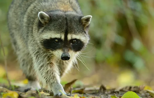 Look, face, raccoon, ears