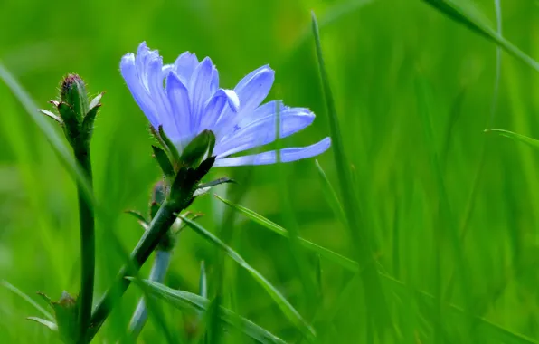 Picture grass, petals, stem, meadow
