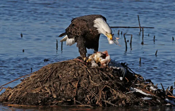 Bird, predator, hunting, bald eagle