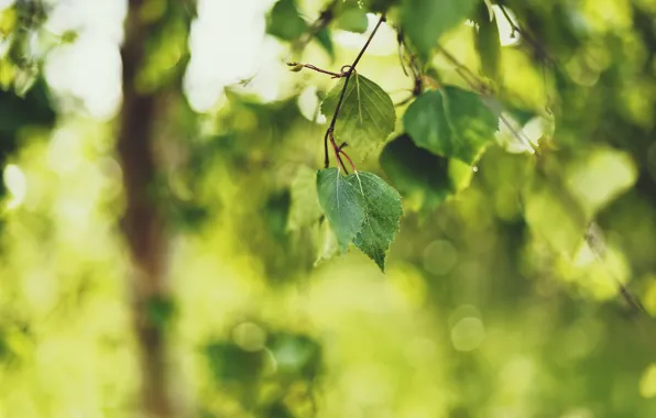 Picture greens, summer, leaves, nature, sprig, focus, blur, birch