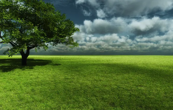 Picture field, the sky, grass, tree