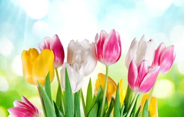 Flowers, spring, colorful, tulips, sunshine, sky, flowers, tulips