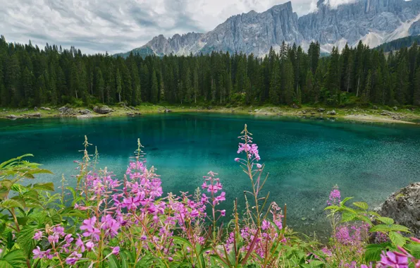 Forest, flowers, mountains, lake, rocks, shore, ate, pond