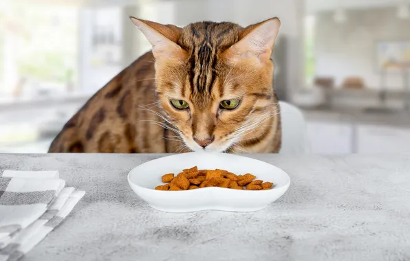 Cat, cat, look, pose, table, towel, kitchen, bowl