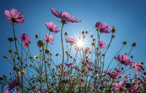 Picture rays, petals, kosmeya