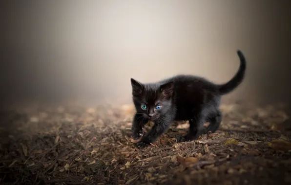 Cat, nature, pose, kitty, background, black, baby, face