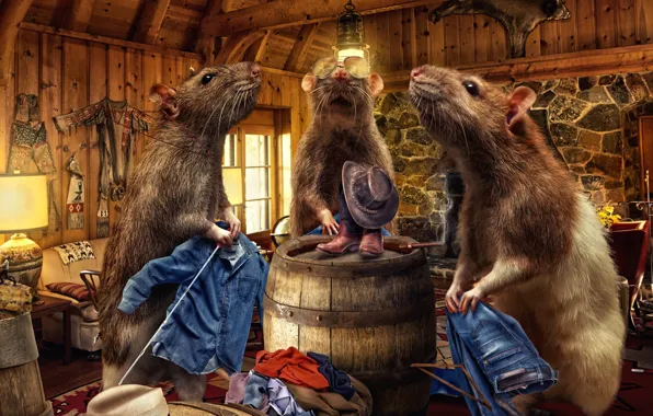 Room, jeans, Rats, clothes
