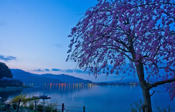 Mountains, lights, lake, tree, dawn, morning, Japan, Sakura