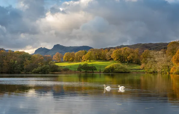 Autumn, the sky, clouds, light, trees, landscape, birds, nature