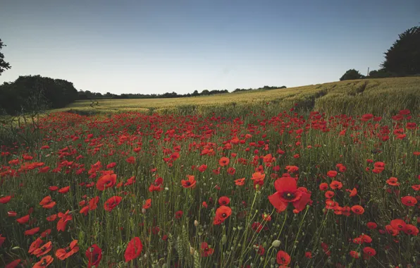 Flowers, Maki, poppy field