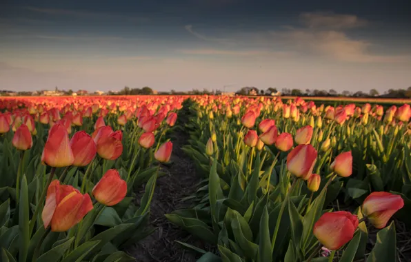 Field, flowers, tulips, Netherlands, plantation