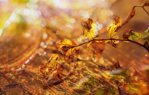Autumn, leaves, light, glare, lights, foliage, treatment, blur