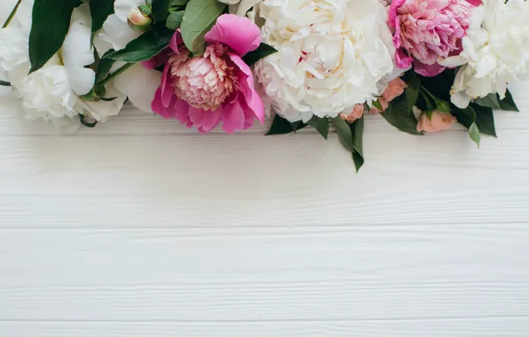 Picture flowers, peonies, pink-white