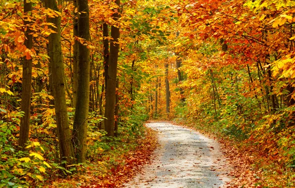 Picture road, autumn, trees, nature, road, trees, nature, time of the year