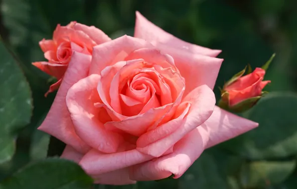Macro, close-up, pink, rose, petals, buds