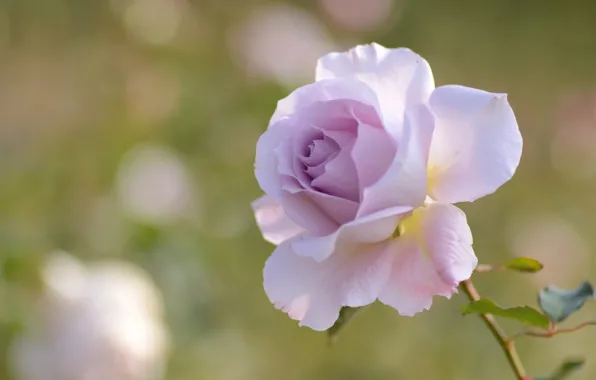 Nature, rose, petals, garden, stem, meadow