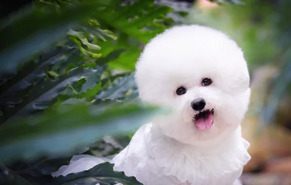Language, look, leaves, haircut, portrait, dog, treatment, plants