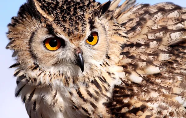 Picture eyes, owl, feathers, color, owl